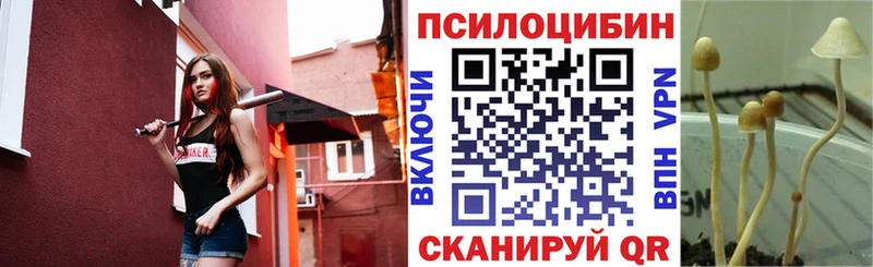 купить наркотики цена  Курчатов  Псилоцибиновые грибы Cubensis 